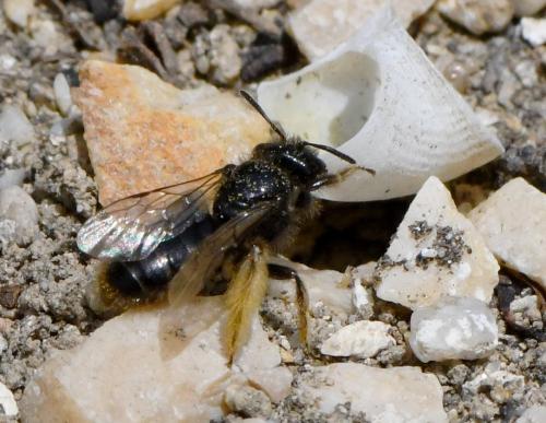 Réf. 283 143 : Panurgus sp.